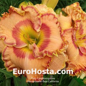 Hemerocallis Baja California - Eurohosta