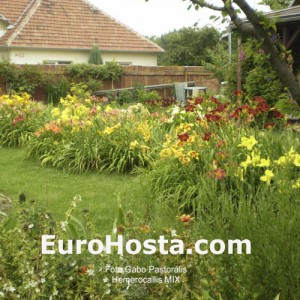 Hemerocallis Mix - Eurohosta