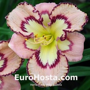 Hemerocallis Bella Isabella Eurohosta