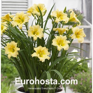 Hemerocallis EveryDaylily™ Cream®