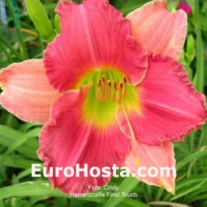 Hemerocallis Final Touch - Eurohosta