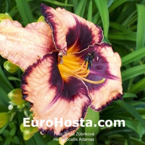 Hemerocallis Adamas