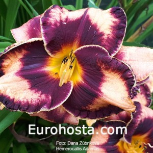 Hemerocallis Adamas