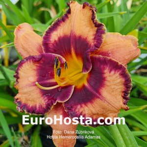 Hemerocallis Adamas