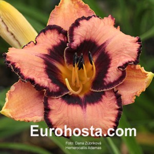 Hemerocallis Adamas