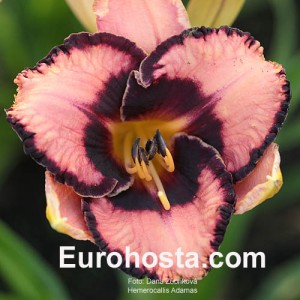 Hemerocallis Adamas