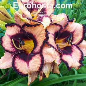 Hemerocallis Adamas