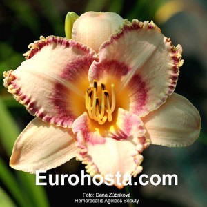 Hemerocallis Ageles Beauty - Eurohosta