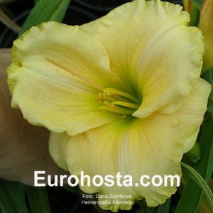 Hemerocallis Alborado - Eurohosta