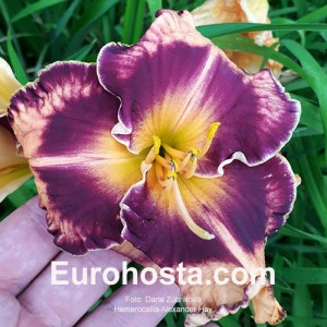 Hemerocallis Alexander Hay