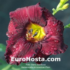 Hemerocallis All American Plum - Eurohosta