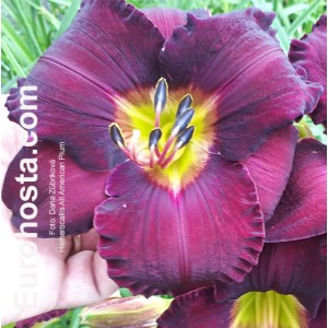 Hemerocallis All American Plum - Eurohosta