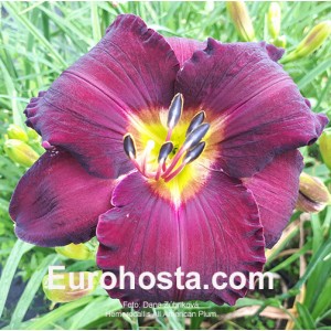 Hemerocallis All American Plum - Eurohosta