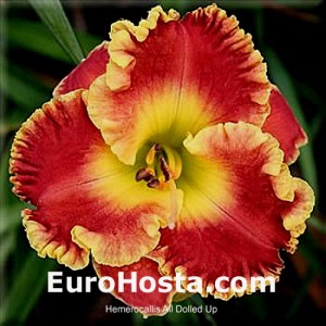 Hemerocallis All Dolled Up - Eurohosta