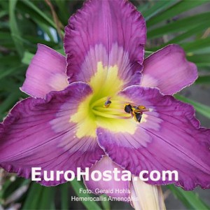 Hemerocallis Amenophis