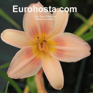 Hemerocallis Anna Warner - Eurohosta