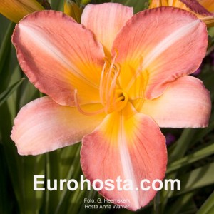 Hemerocallis Anna Warner - Eurohosta