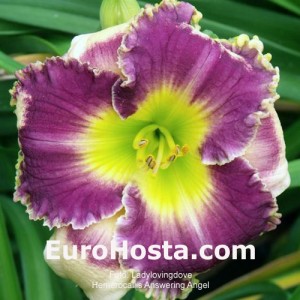 Hemerocallis Answering Angels - Eurohosta