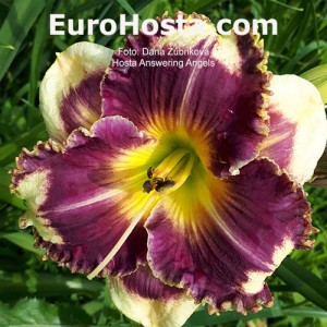 Hemerocallis Answering Angels - Eurohosta