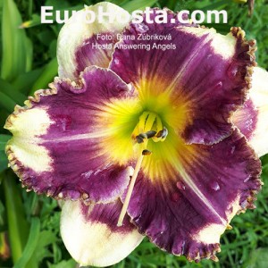 Hemerocallis Answering Angels - Eurohosta