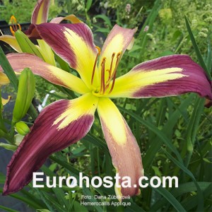 Hemerocallis Applique