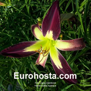 Hemerocallis Applique