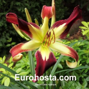 Hemerocallis Applique