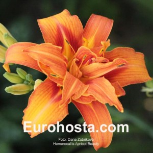 Hemerocallis Apricot Beauty - Eurohosta