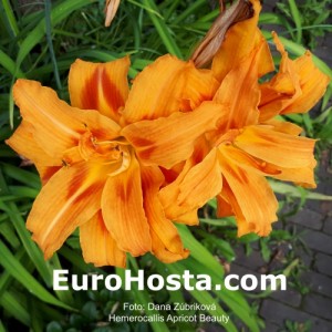 Hemerocallis Apricot Beauty - Eurohosta