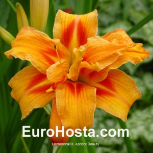 Hemerocallis Apricot Beauty - Eurohosta