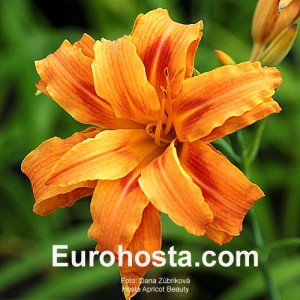 Hemerocallis Apricot Beauty - Eurohosta