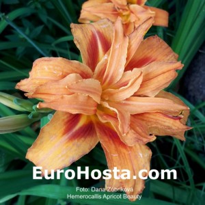 Hemerocallis Apricot Beauty - Eurohosta