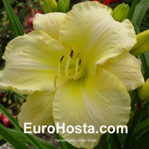 Hemerocallis Arctic Snow - Eurohosta