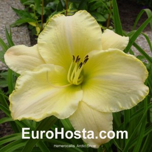 Hemerocallis Arctic Snow - Eurohosta