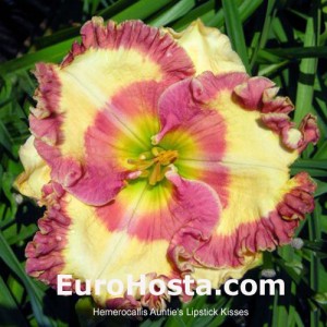 Hemerocallis Auntie's Lipstick Kisses - Eurohosta