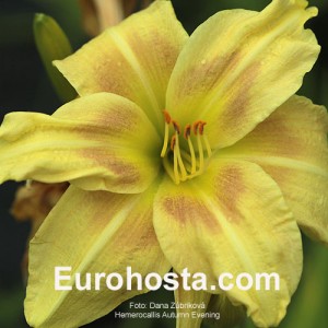 Hemerocallis Autumn Evening - Eurohosta