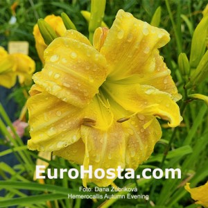 Hemerocallis Autumn Evening - Eurohosta