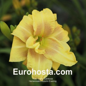 Hemerocallis Autumn Evening - Eurohosta