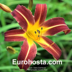 Hemerocallis Autumn Red - Eurohosta