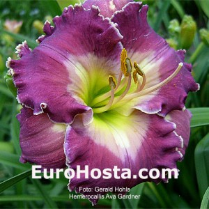 Hemerocallis Ava Gardner