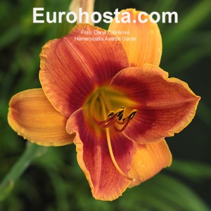 Hemerocallis Avante Garde