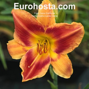 Hemerocallis Avante Garde