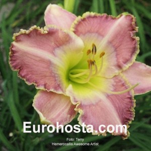 Hemerocallis Awesome Artist