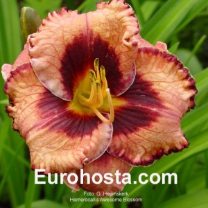 Hemerocallis Awesome Blossom