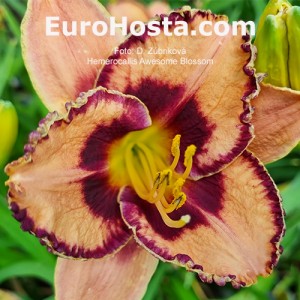 Hemerocallis Awesome Blossom