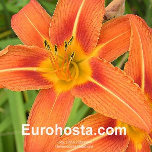 Hemerocallis Babičkina - Eurohosta