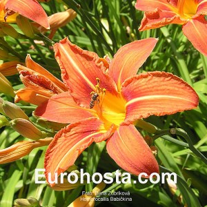 Hemerocallis Babičkina - Eurohosta