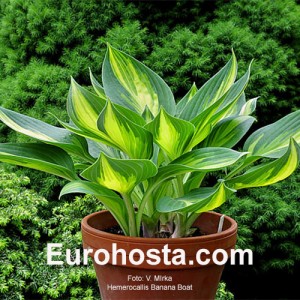 Hosta Banana Boat