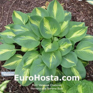 Hosta Banana Boat