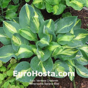 Hosta Banana Boat